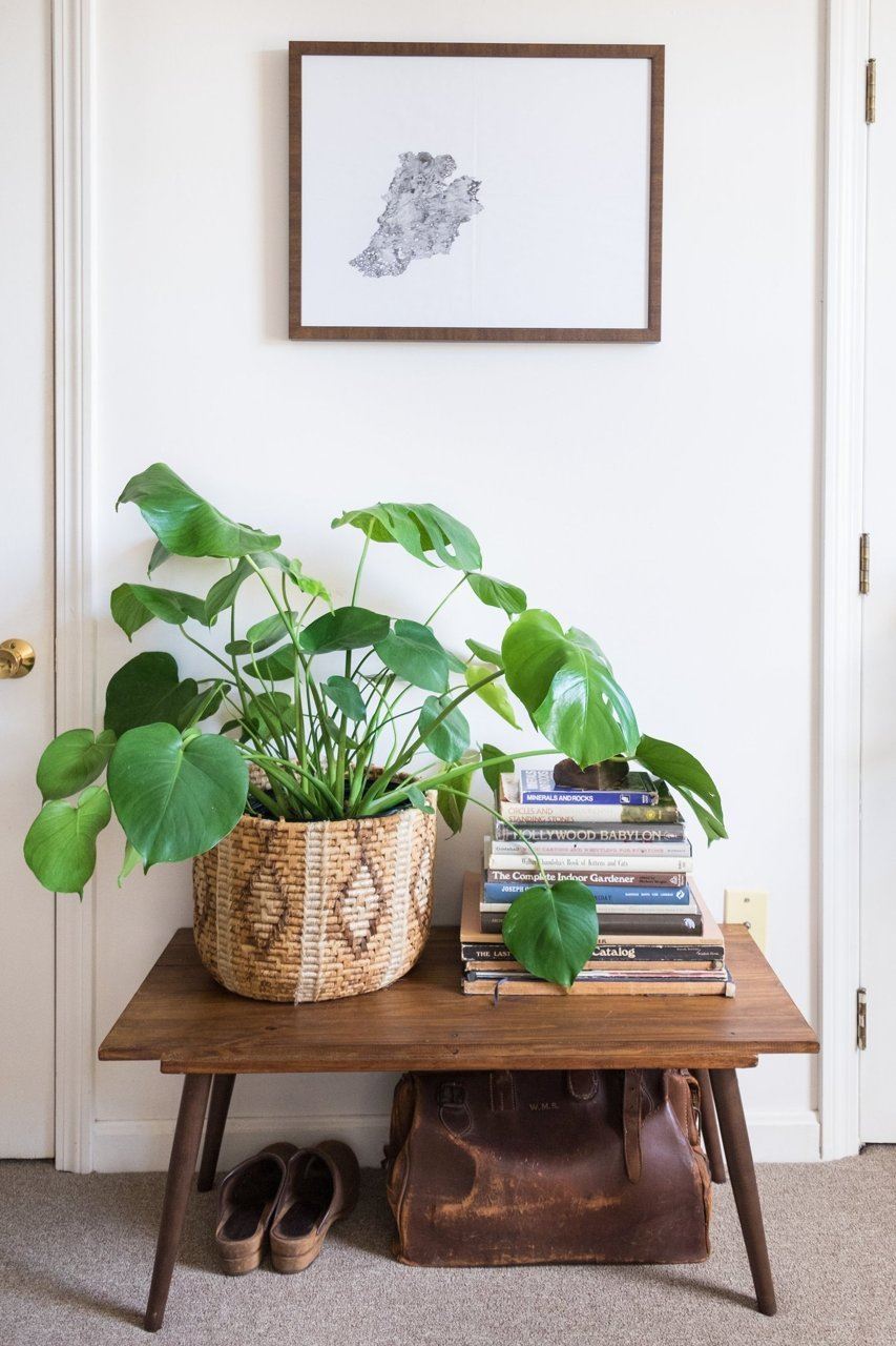Plant in a basket featured at Apartment Therapy