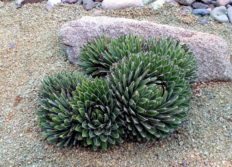 Queen Victoria agave in a gravel garden