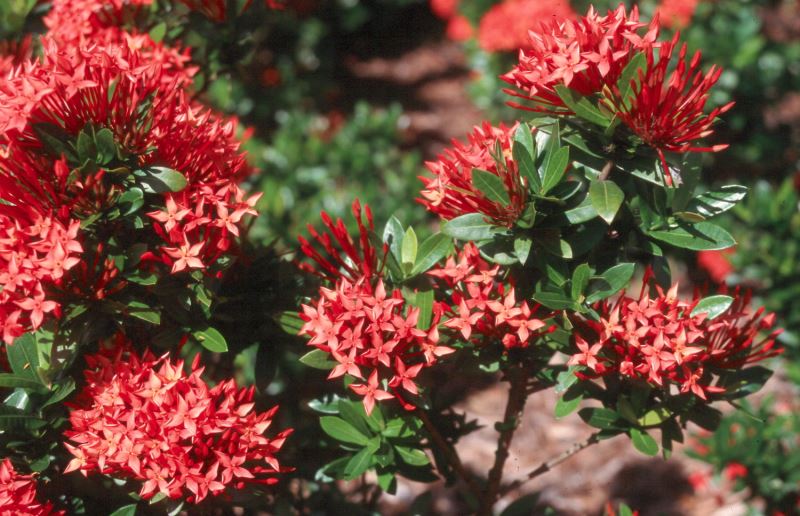 Red-orange ixora flowers