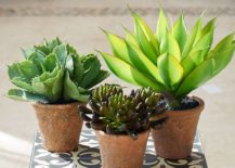 Faux-potted-succulents-from-Pottery-Barn-217x155
