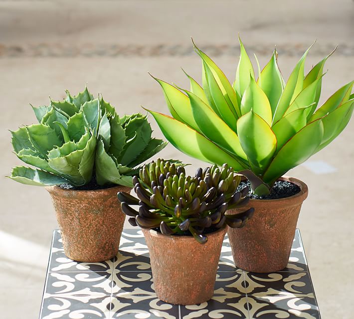 Faux potted succulents from Pottery Barn