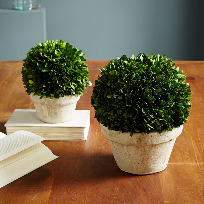 Freeze-dried boxwood from West Elm