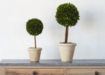 Preserved-boxwood-topiary-from-Terrain-217x155