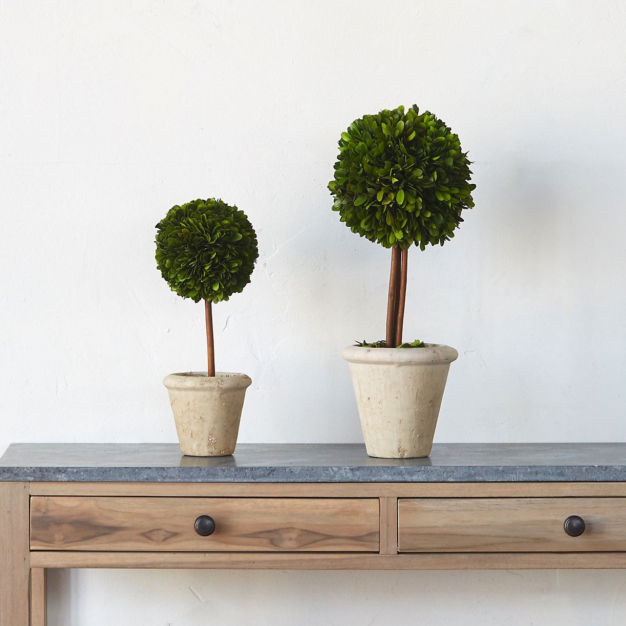 Preserved boxwood topiary from Terrain