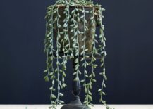 Succulent-string-from-Pottery-Barn-217x155