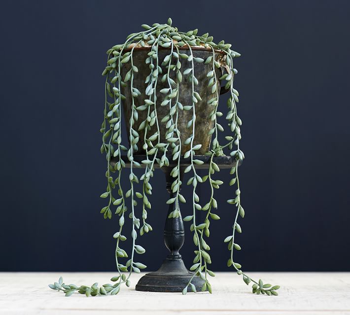 Succulent string from Pottery Barn