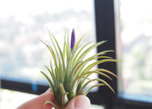 Air-plant-assortment-from-Etsy-shop-Daves-Air-Plant-Corner-217x155