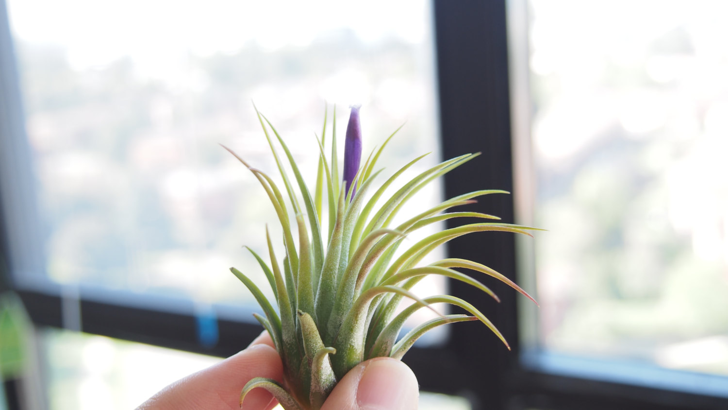 Air plant from Dave's air plant corner