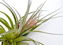 Air-plant-grooming-217x155