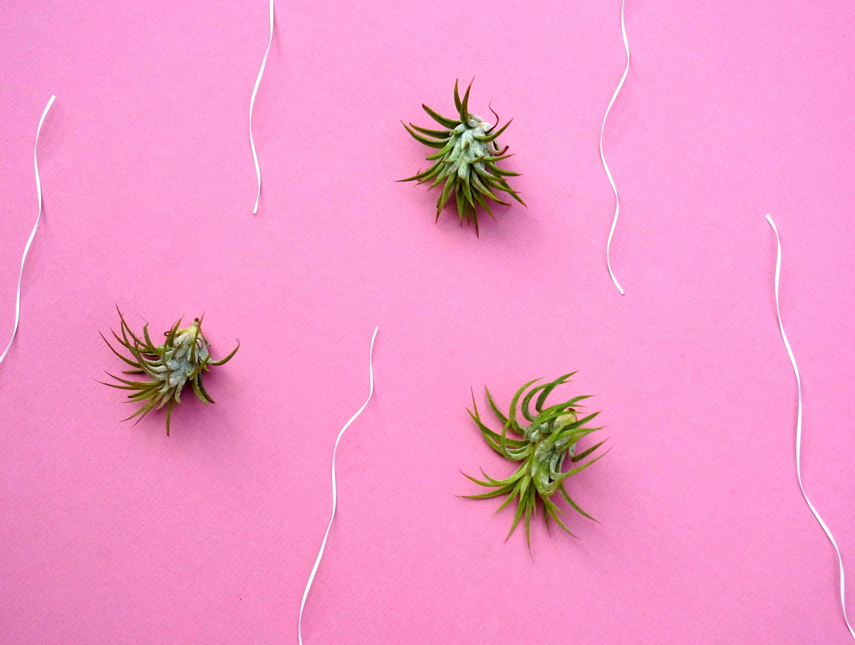 Air plant party favors