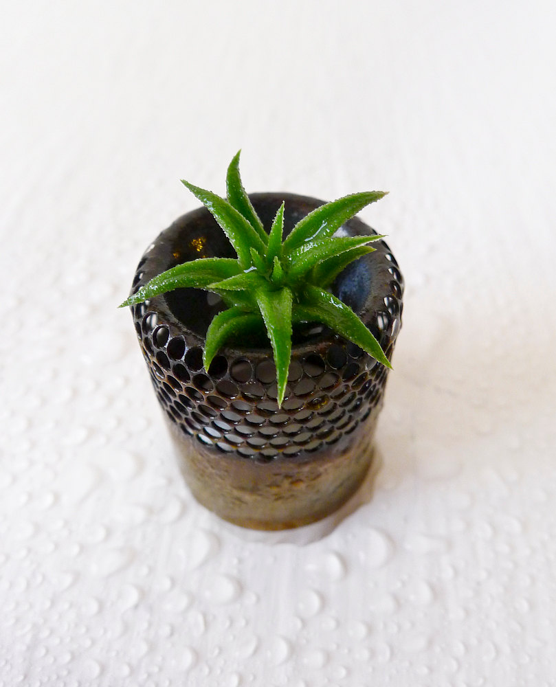 Air plant pup from Etsy shop EarthSeaWarrior