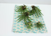 Air-plants-drying-out-217x155