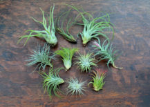 Assortment-of-air-plants-from-Etsy-shop-Air-Plant-Design-Studio-217x155