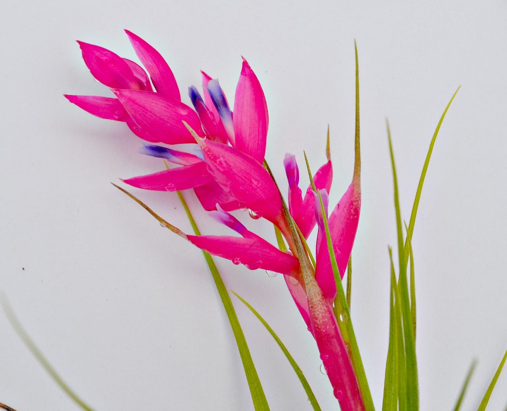 Blooming air plant