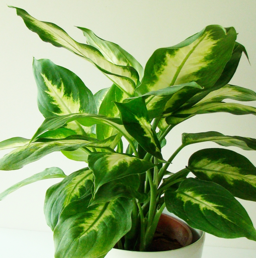 Chinese evergreen