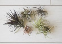 Cluster-or-air-plants-217x155