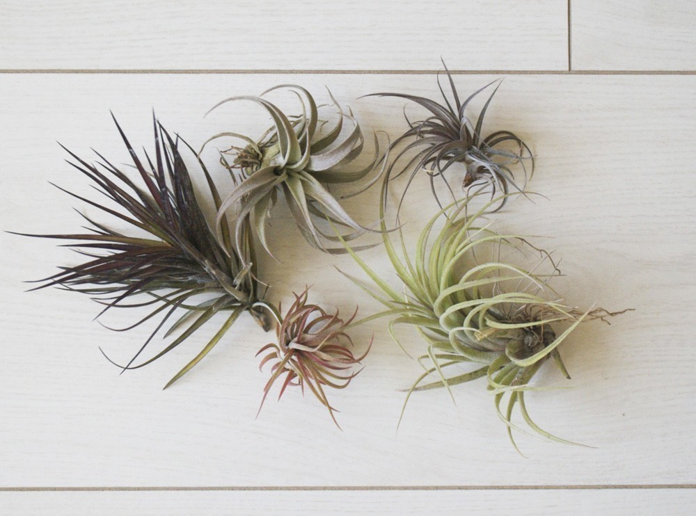 Cluster of air plants
