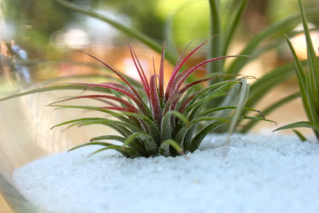 Ionantha Guatemala air plant with a red center