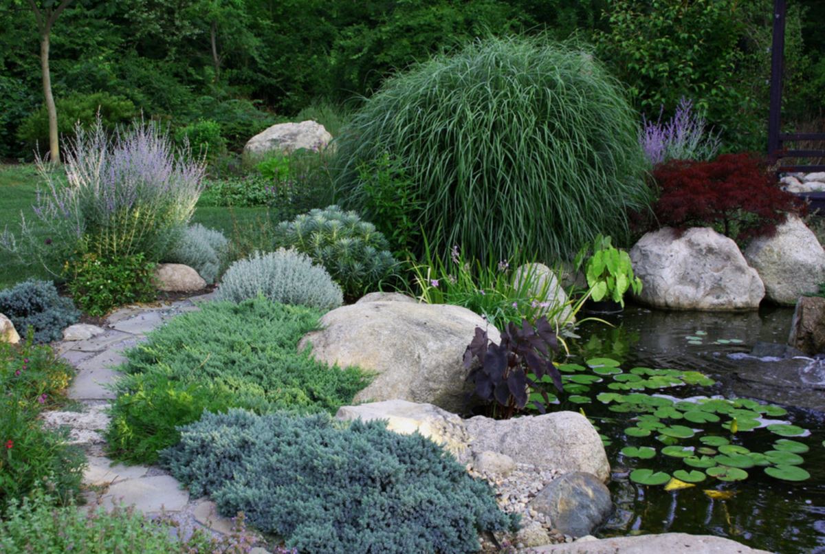 Lush garden pond with ample plant life