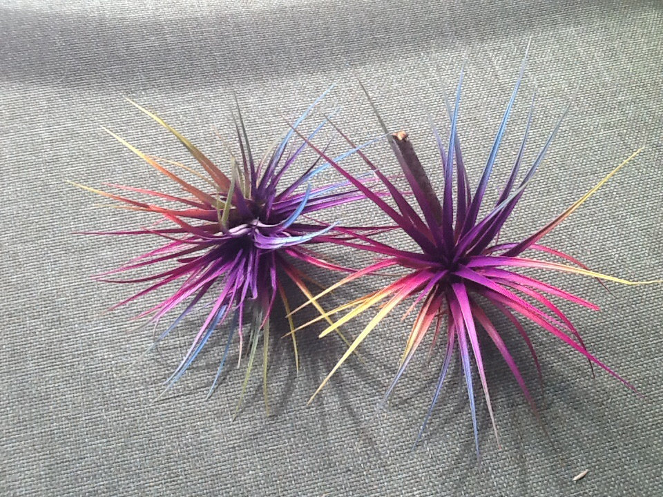 Painted air plants from Etsy shop Beautiful Air Plants