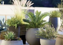 Potted-plants-from-Crate-Barrel-217x155