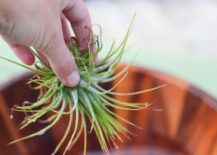 Regularly-soaking-air-plants-keeps-them-hydrated-217x155