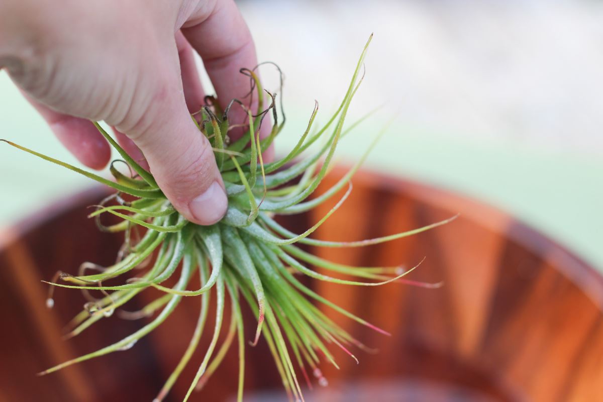 Regularly soaking air plants keeps them hydrated