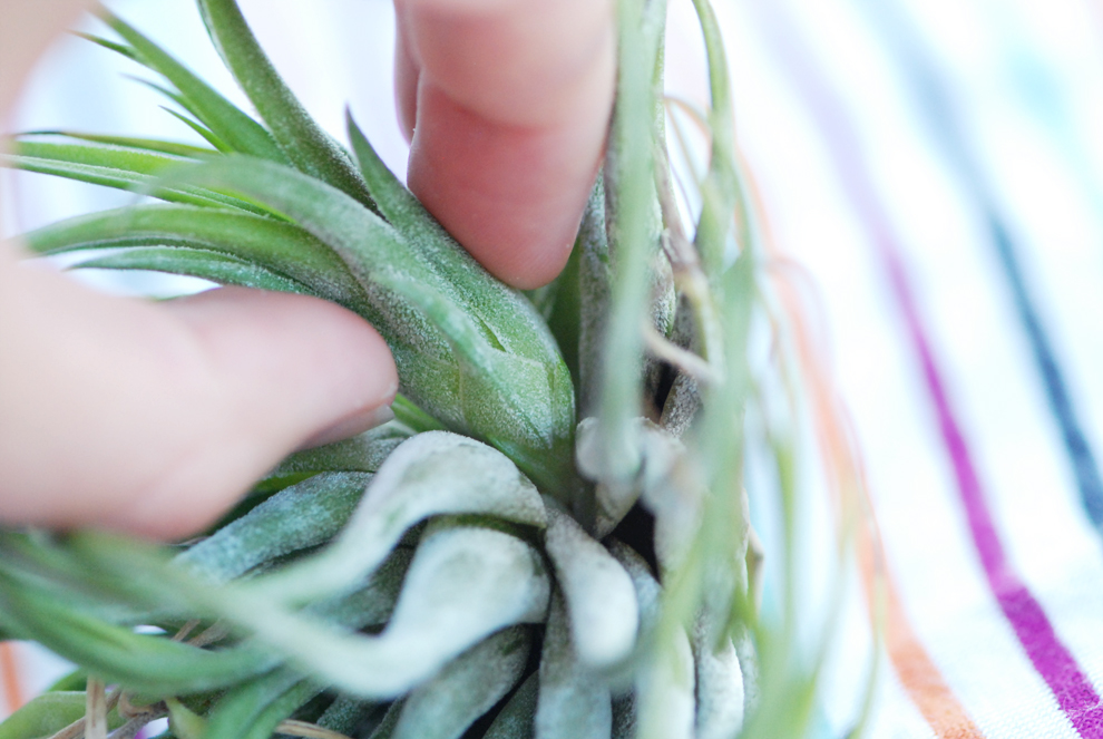 Removing air plant pups