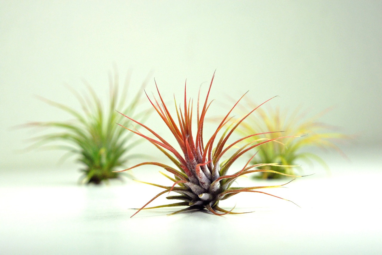 Set of 3 air plants from Etsy shop BL Industries