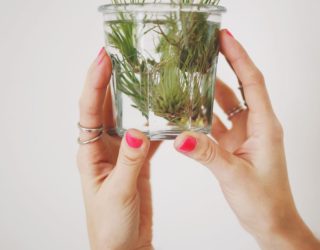 How to Care for Air Plants