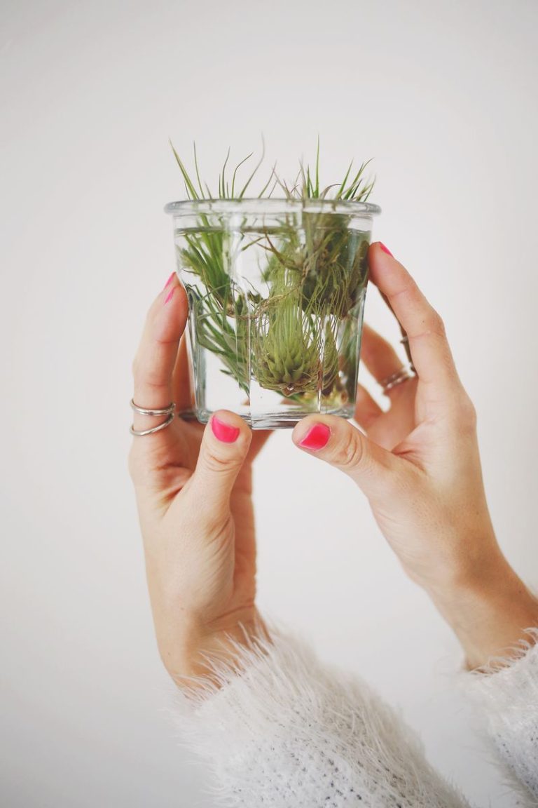 How to Care for Air Plants Decoist