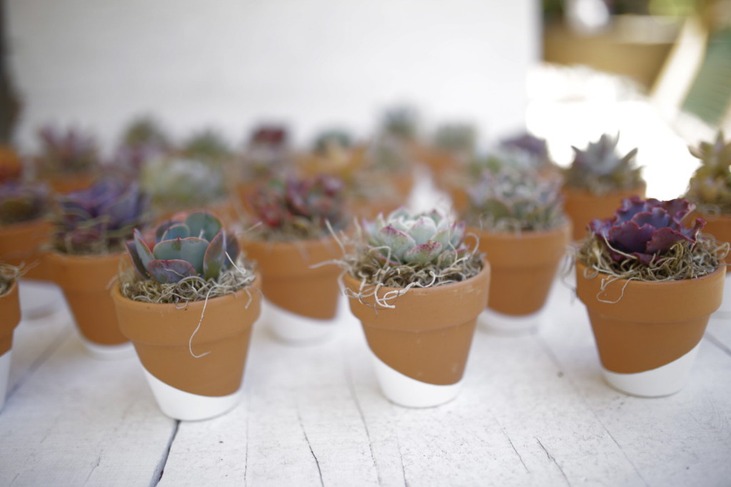 Succulent party favors from Leaf & Clay