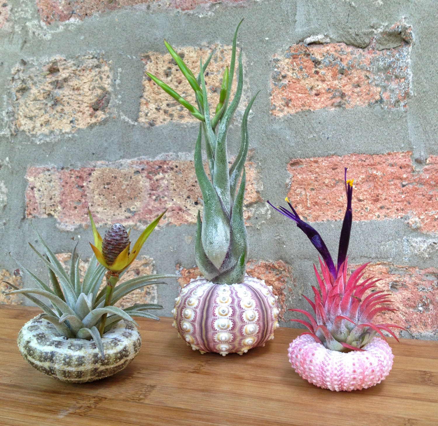 Air plant sea urchin pack from Etsy shop Lovely Terrariums