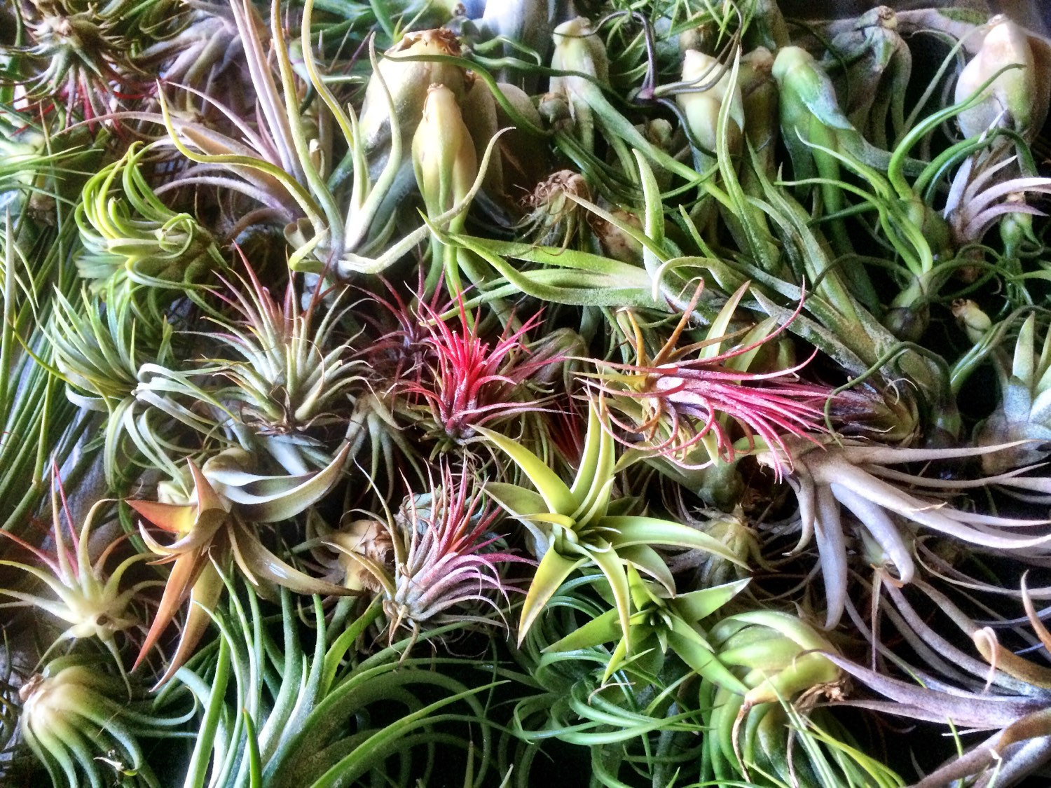 Air plants from Etsy shop Greenwich Cottage