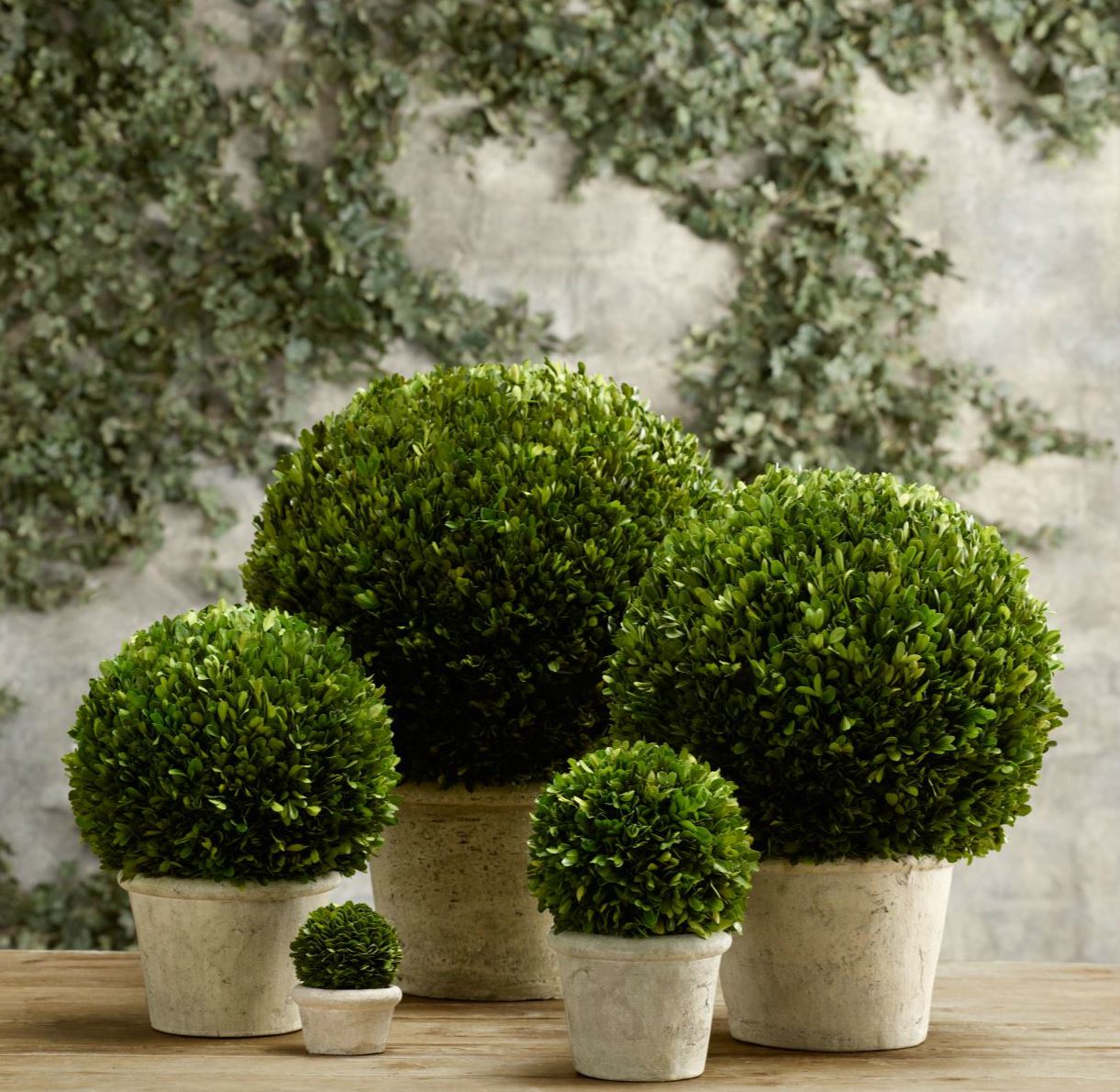 Boxwood globes from Restoration Hardware