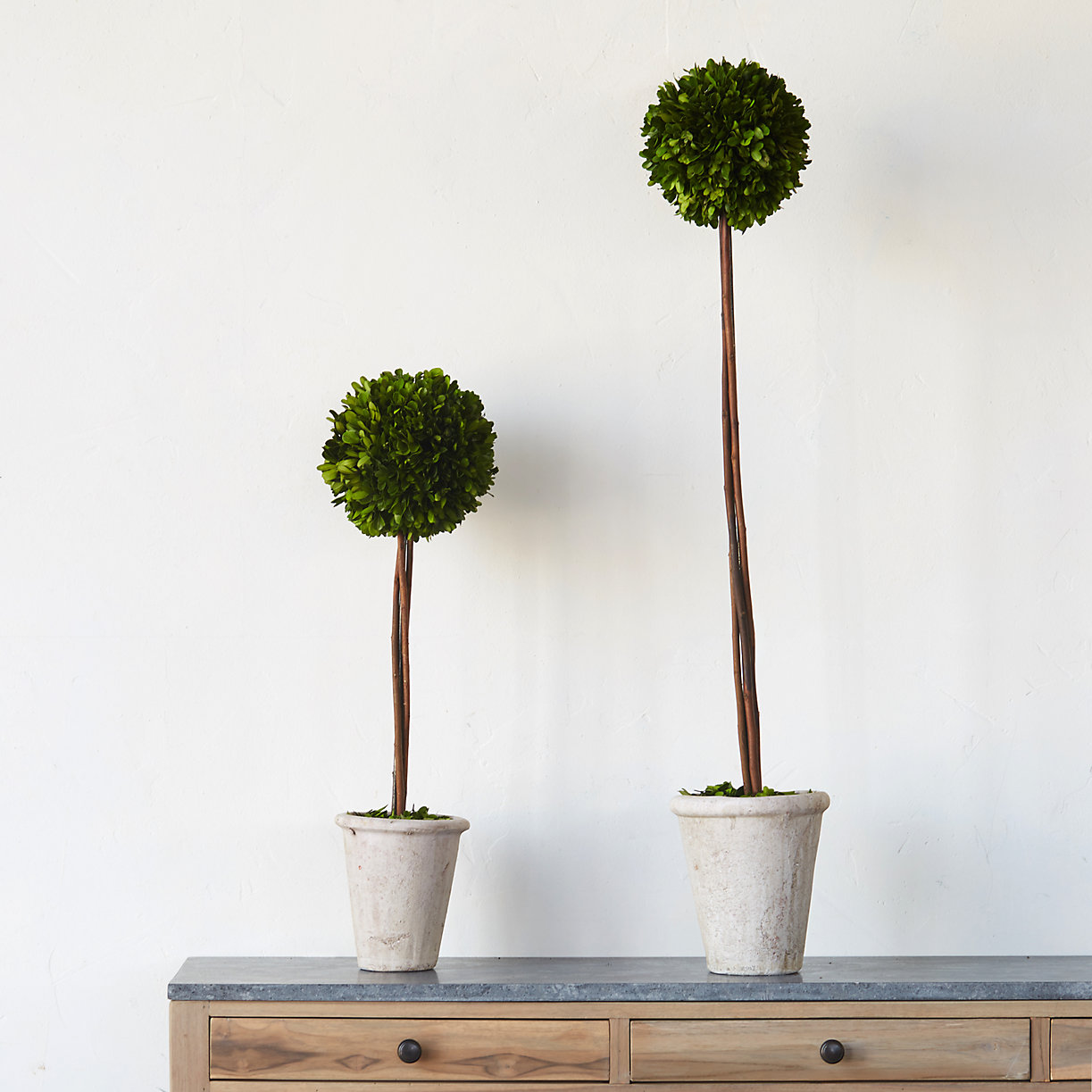 Boxwood topiaries from Terrain