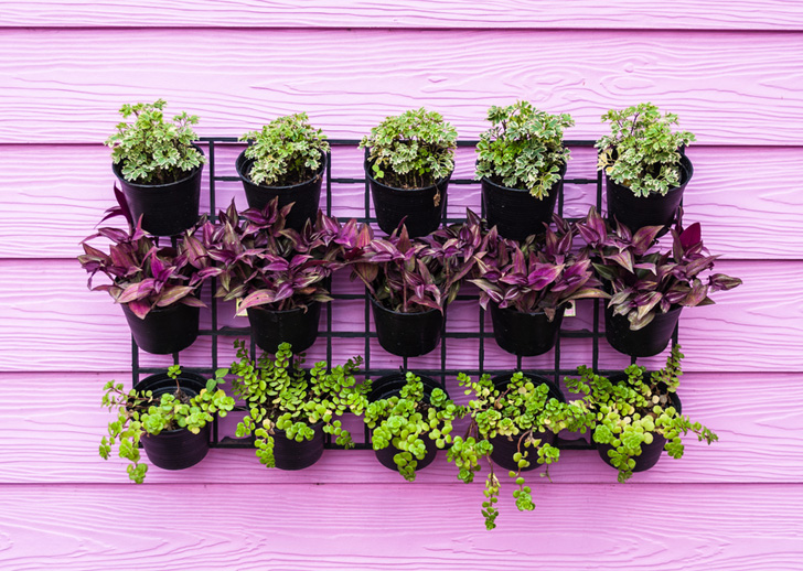 Colorful wall with a vertical garden