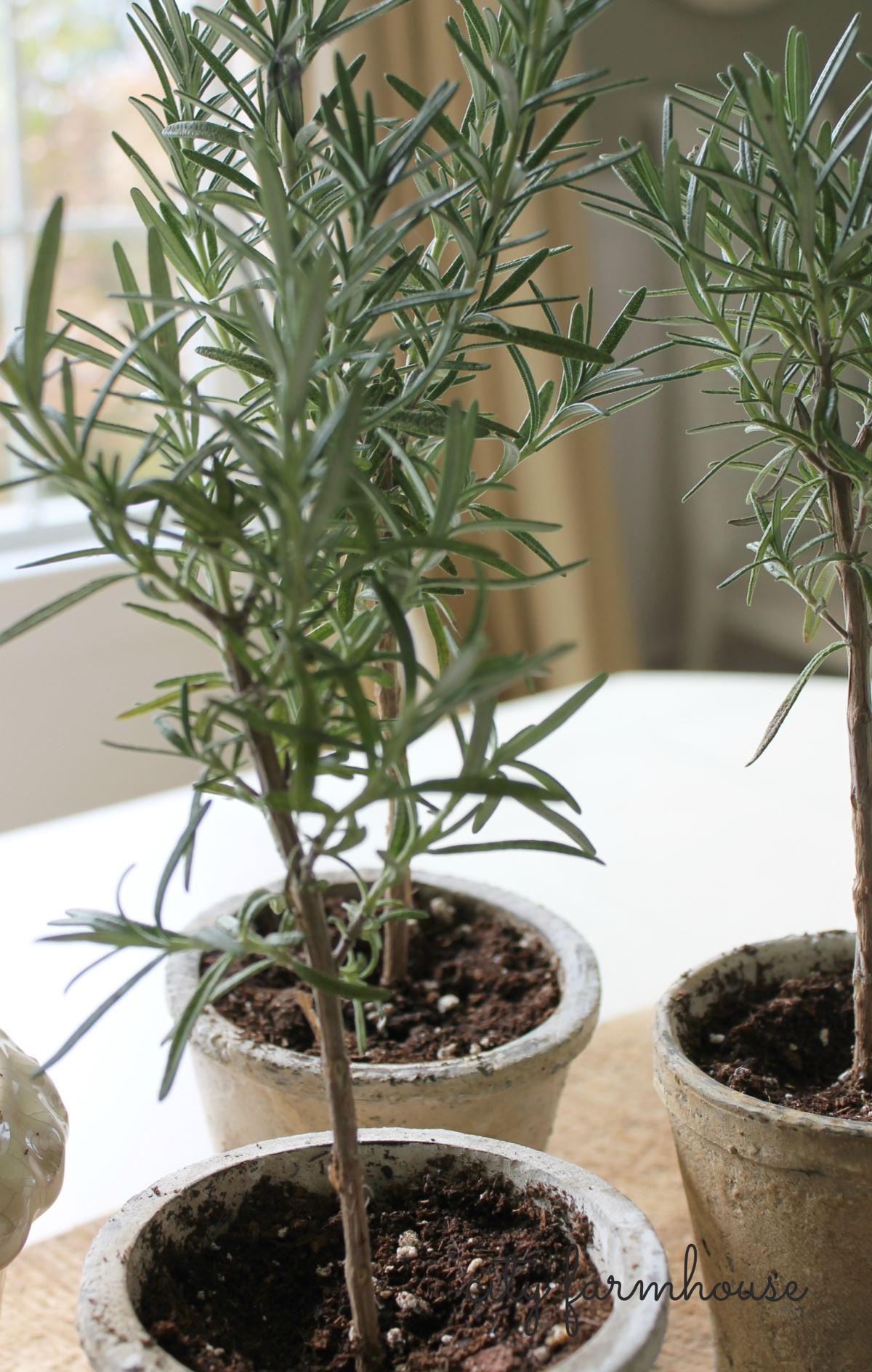 DIY rosemary topiaries from City Farmhouse