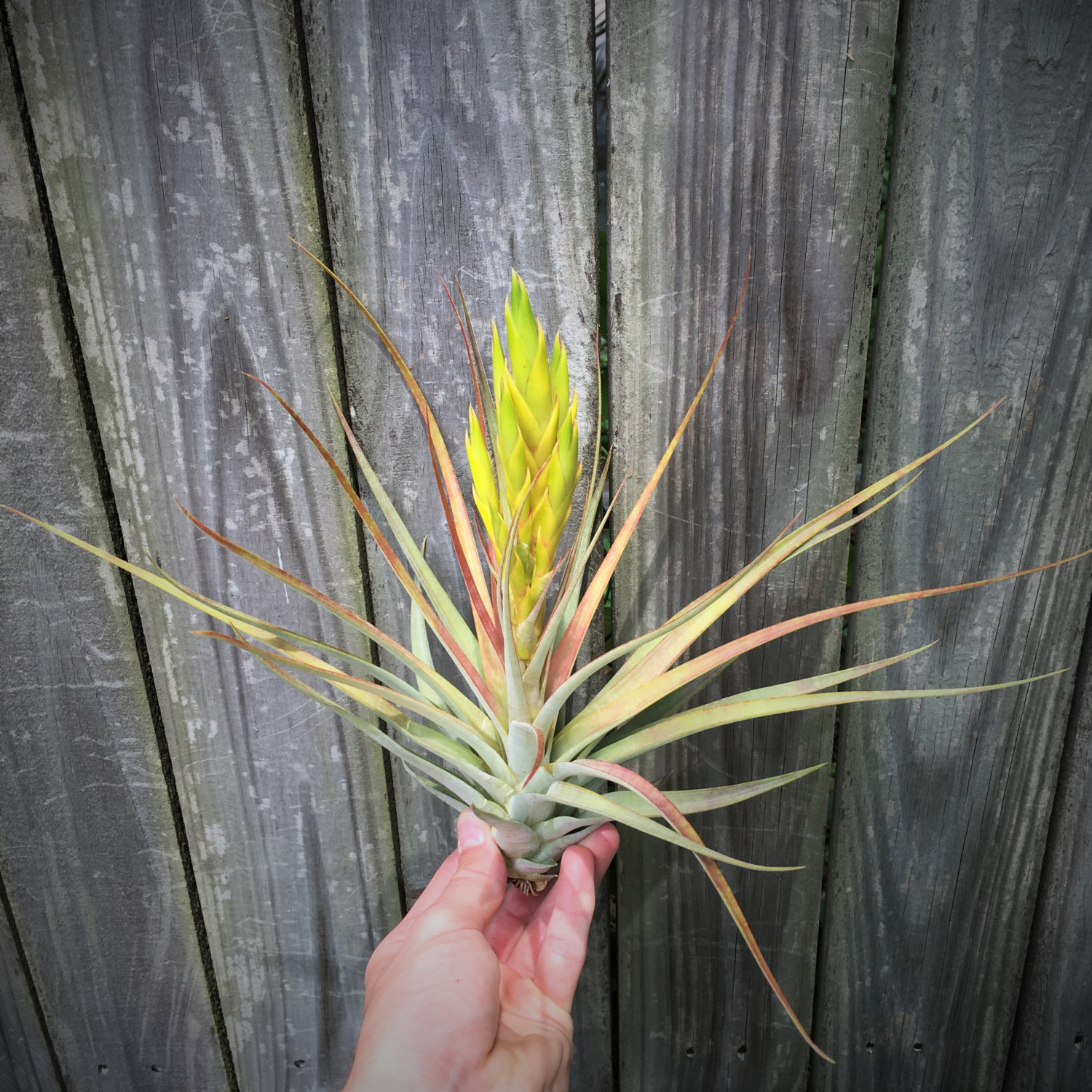 Fasciculata Tricolor air plant from Etsy Shop Air Plant Design Center