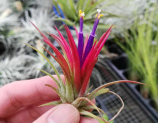 40 Stunning Photos Featuring Varieties and Types of Air Plants