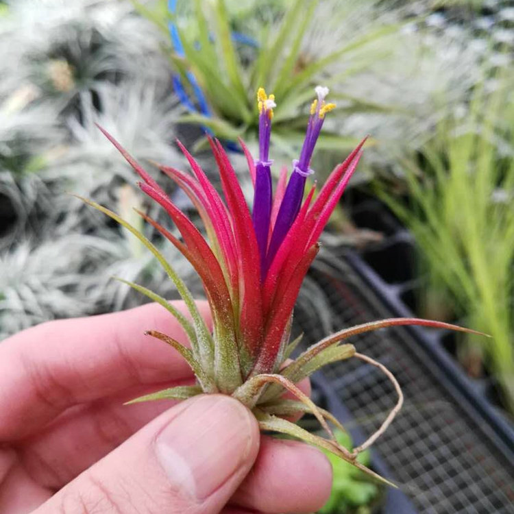 Ionantha Fuego air plant from NewDreamWorld