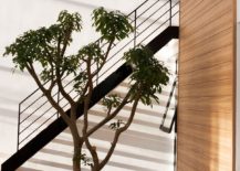 It-is-the-persence-of-indoor-tree-that-gives-serenity-and-defines-this-cool-Vietnamese-home-217x155