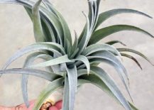 Large-Tillandsia-Harrisii-from-Mountain-Crest-Gardens-217x155
