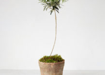 Olive-tree-topiary-from-Terrain-217x155