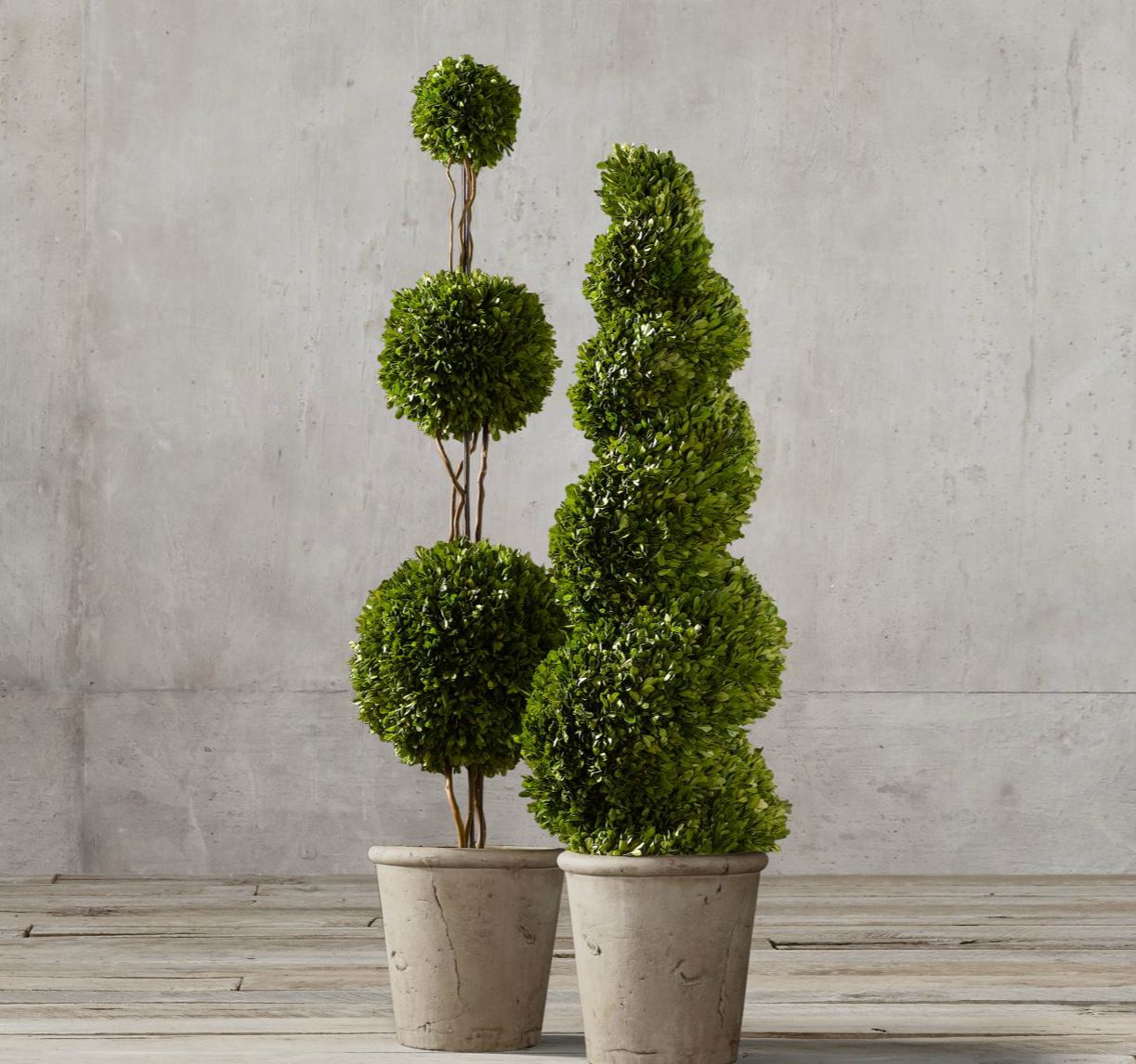 Preserved boxwood topiaries from Restoration Hardware