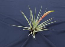 Tillandsia-Fasciculata-Tricolor-from-PlantaBrutt-217x155