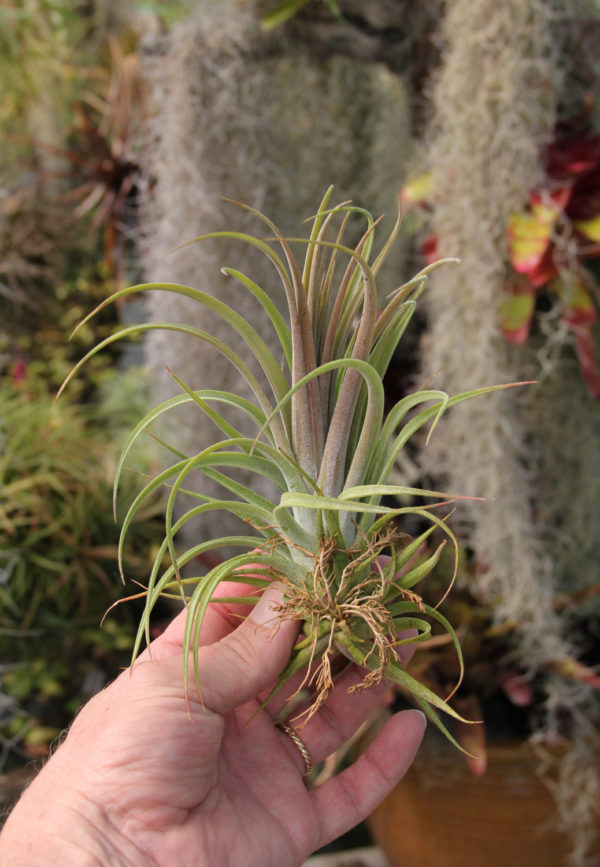 Different Types of Air Plants and How To Identify Them