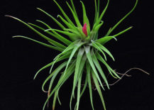 Tillandsia-Tenuifolia-from-Etsy-shop-Plant-Odditioes-217x155