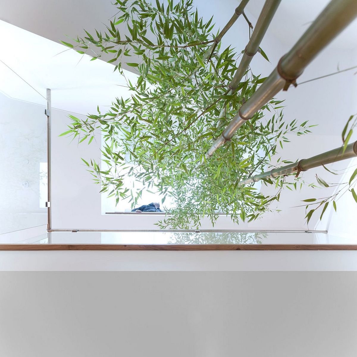 Indoor bamboo garden at the modern residence in Vancouver