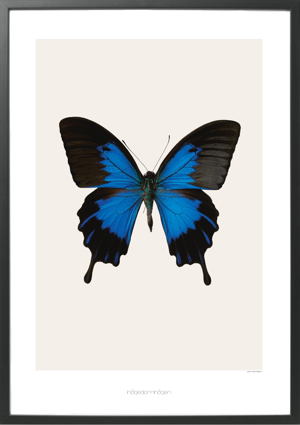 Papilio ulysses telegonus is from Hagedornhagen‘s classic collection.